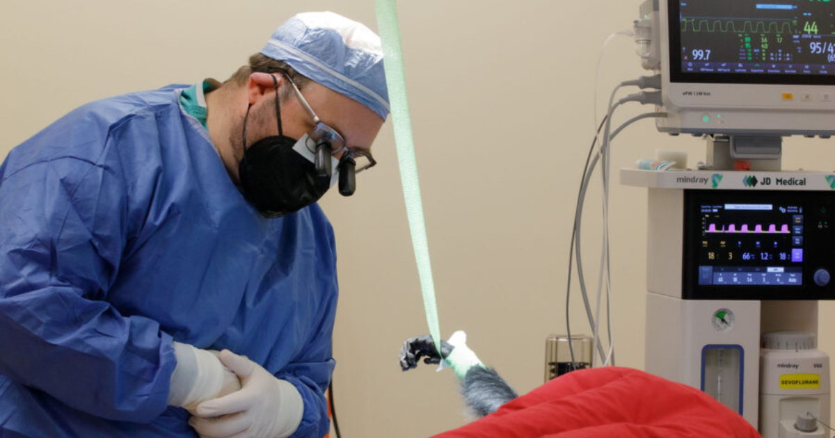 Dr. Morgan performing surgery on Yuki, a François’s langur