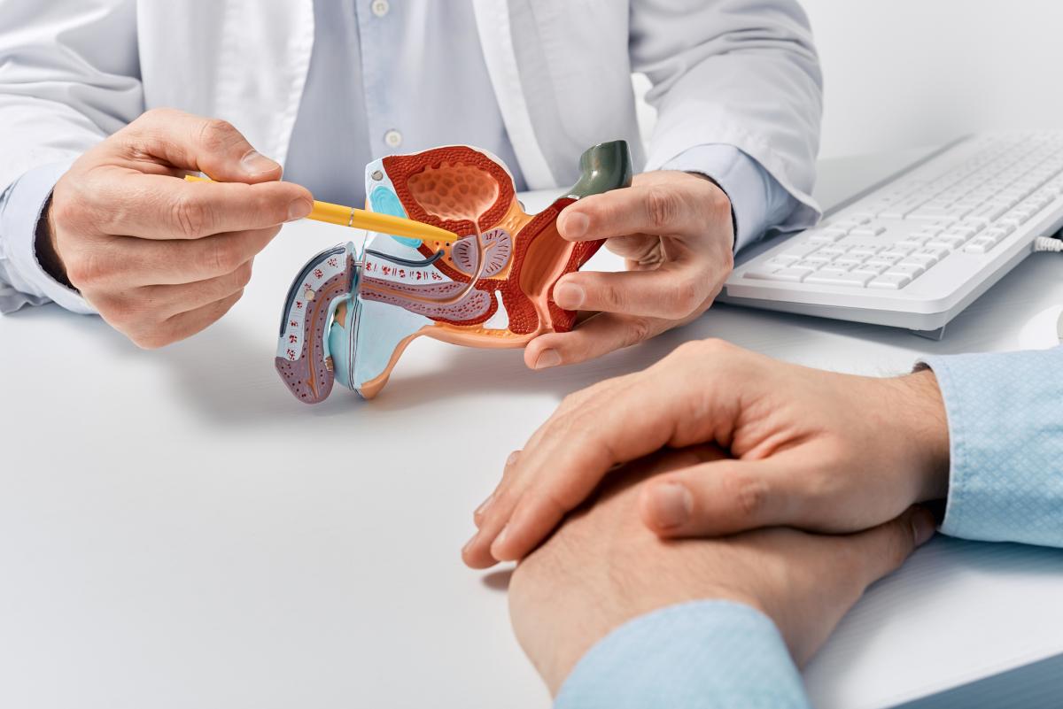 Doctor pointing to medical model of the prostate
