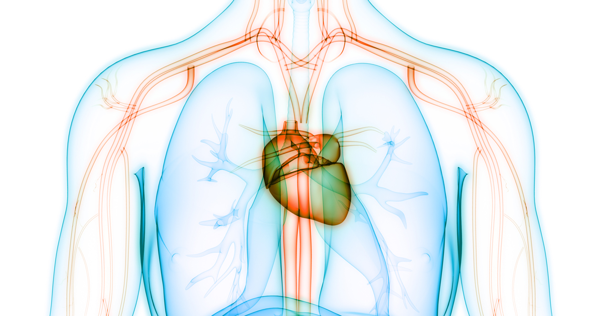 Medical illustration of heart