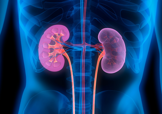 Medical illustration of kidneys