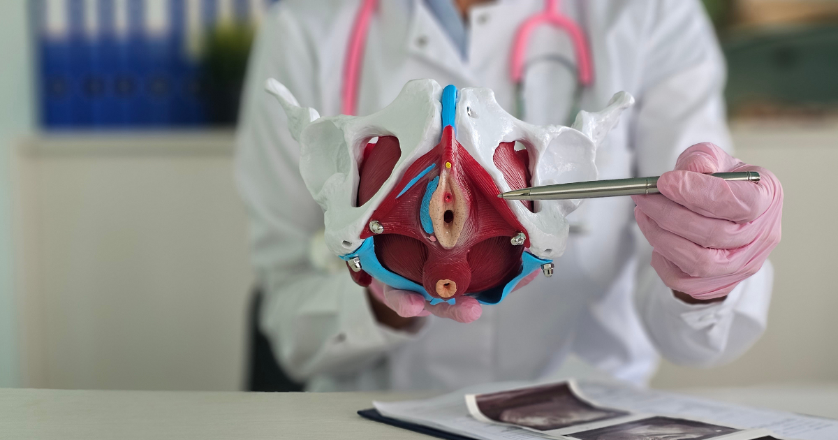 Medical model of a female pelvis