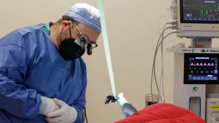 Dr. Morgan performing surgery on Yuki, a François’s langur