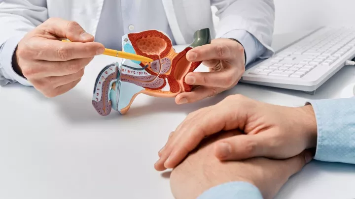 Doctor pointing to medical model of the prostate