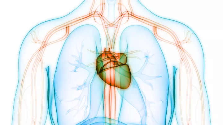Medical illustration of heart