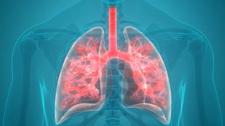 Medical illustration of lungs